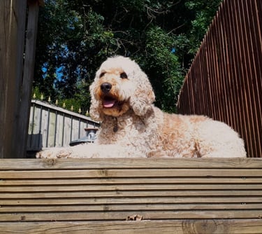 Looking after dogs, Dog Sitting in Risca, Rogerstone, Crosskeys, Highcross in South Wales, UK.