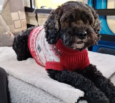 Looking after dogs, Dog Sitting in Risca, Rogerstone, Crosskeys, Highcross in South Wales, UK.