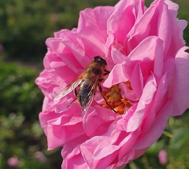 Wholesale supply of Bulgarian rose absolute for perfumery and cosmetics