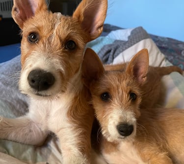 Hund Charly und Kaira