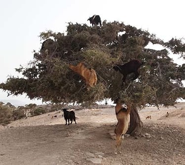 aventure dans la valee d agadir