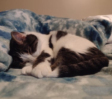 sleeping cat