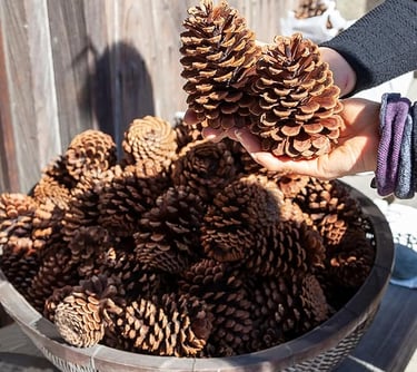 18PCS Large Natural Pine cones Christmas Natural Pine Conea person holding a bowl full of pine cones