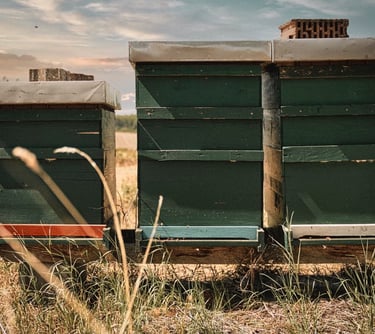 Bienenstöcke in der Natur
