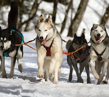 dog sledding
