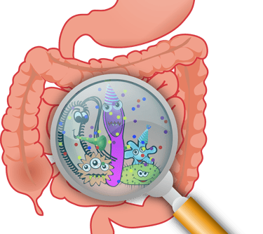 eine gezeichnete Darstellung des Darmes mit einer Lupe wird das Innere vergrößert, es sind Mikroben