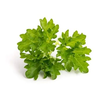 Frische Petersilie aus kontrolliertem Anbau in Ägypten – reich an Vitaminen