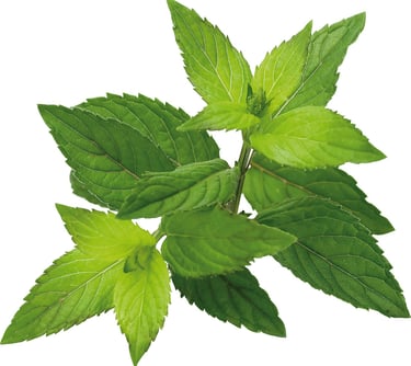 Frische grüne Minze aus Ägypten – ideal für Tees, Getränke und Aromatherapie