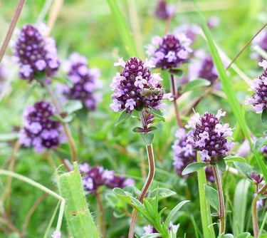 Aromatischer Thymian aus Ägypten – für Tee, Küche und natürliche Gesundheitspflege