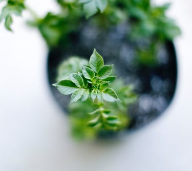 green herbs reflecting healthy herbs and spices for food 