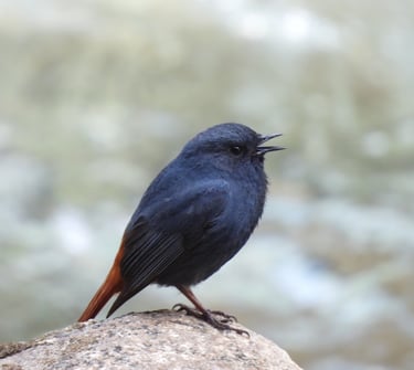 bird in Dolpo