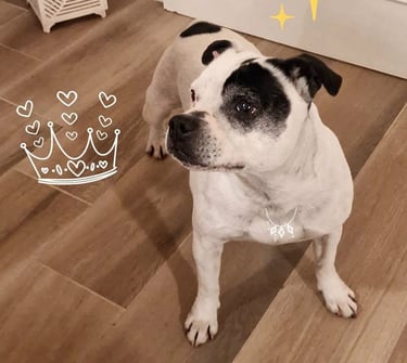 staffordshire bull terrier biaco