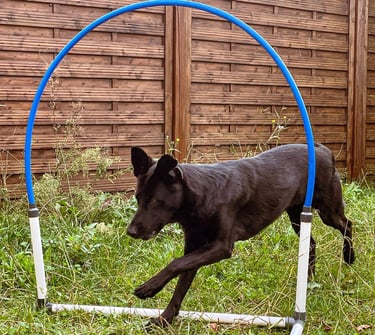 cours d’hooper éducatif pour chien sur terrain sécurisé à cestas
