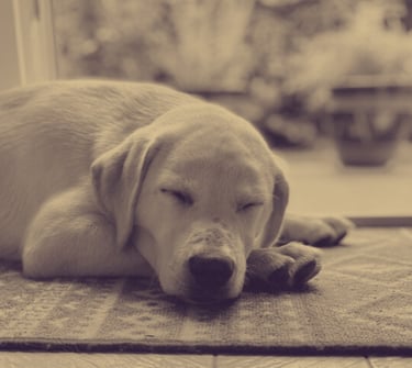 Massage chien relaxation