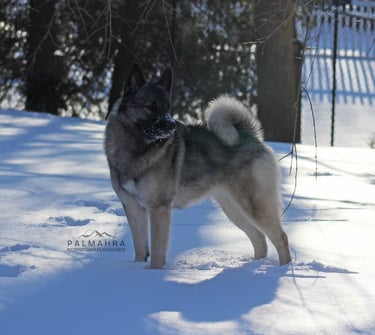 Norwegian Elkhound standing in the snow