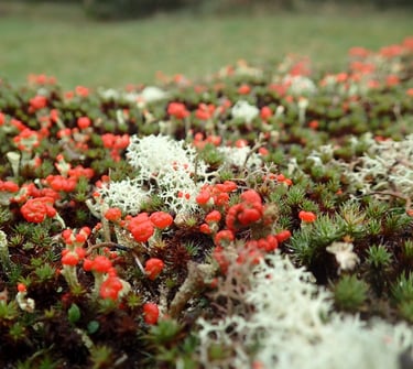 Mixte de Cladonia (lichen) et de polytrichum (bryophyte) sur un mur