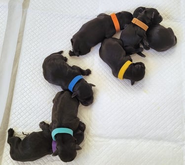 Chiots Schnauzers nains noirs