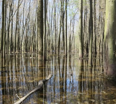 A flooded swamp identified during a natural heritage evaluation near King City, Ontario.