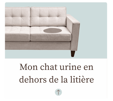 Chat pipi partout