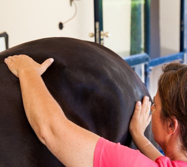 Andrea Massage Pferd