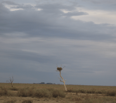 Picture of An eagle's nest on The Old Man Plain, an extensive saltbush plain between Hay and Wanganella.