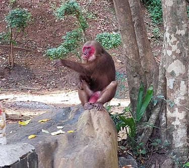 phang nga khao chang stump tailed macaque
