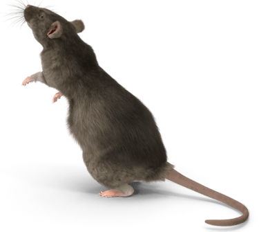Un Rat