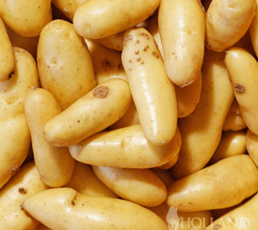 pile of fingerling potatoes