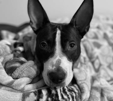 Fiona Anubis mascot