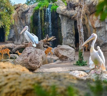 Aves en el Parque de la Cabecera