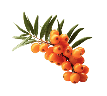 Sea Buckthorn fruit illustration – orange antioxidant-rich berries