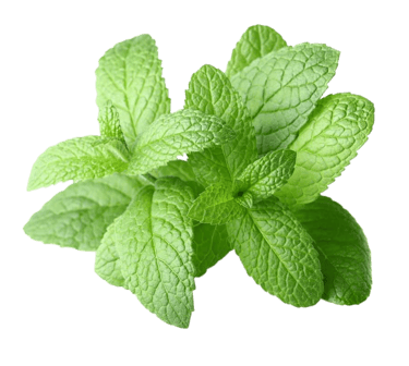 peppermint