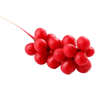schizandra