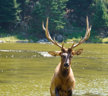 Un cerf qui sort de l'eau