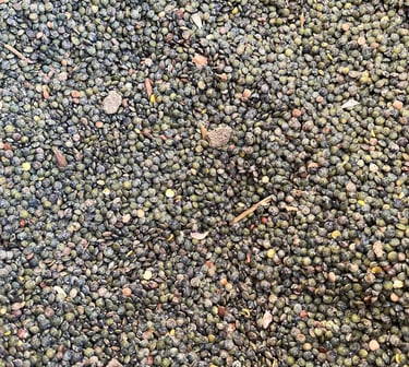Lentilles vertes triées au trieur rotatif. Crédit photo : Terres&Graines