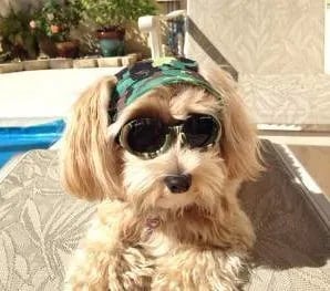 apricot maltipoo wearing glasses