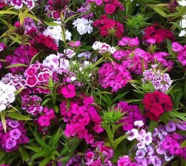 livraison gratuite plante pour tombe fleurissement en maine et loire sepulture49 