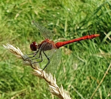 libellule rouge sympétrum sanguin