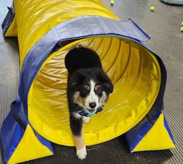image of a puppy going through a tunnel 