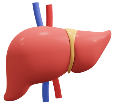 Liver cirrhosis, Liver cancer, Hepatitis, Liver infection, Liver Transplanatation