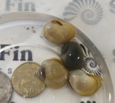 Sunset Pearl Mystery Snail showing stabilized gold banding - Shell & Fin Gilded Collection