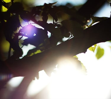 Tree branch with sunlight shining through, symbolizing a well workplace and a positive atmosphere.
