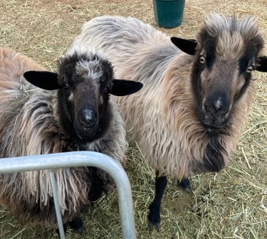 A 6 month old Navajo-churro ewe lamb with her mother