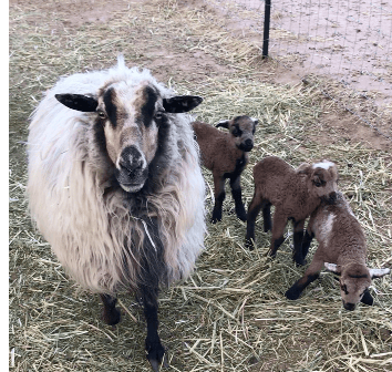 Navajo-churro ewe with 3 lambs