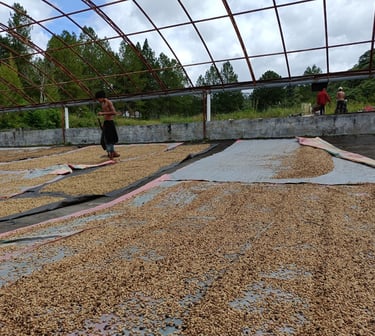 Sun-drying Arabica coffee beans on patios in Sumatra as part of post-harvest process.