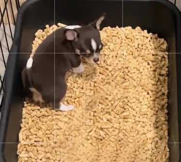 AKC Louisiana Chihuahua puppy learning litter box training with pellets