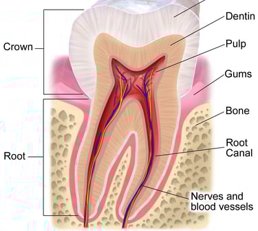 tooth anatomy diagram