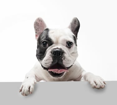 What to do if your dog is stolen 