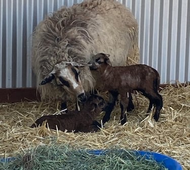 A Navajo-Churro sheep with 2 lambs
