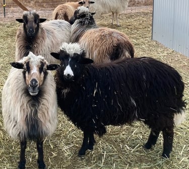 A small flock of Navajo-Churro sheep ewes 